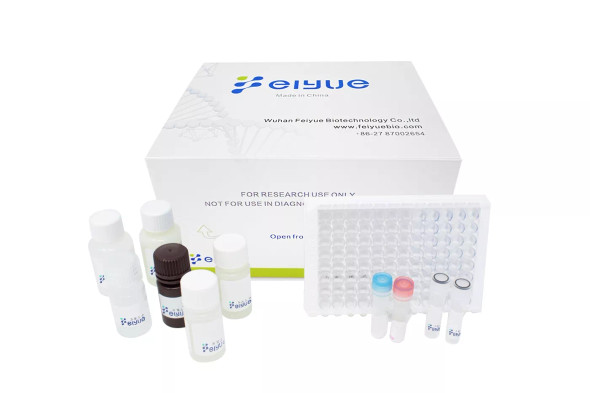 Human RNASE3ECP(Ribonuclease A3Eosinophil Cationic Protein) ELISA Kit