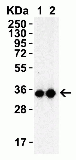 SARS-CoV-2 (COVID-19) 3CL-PRO (NSP5) Antibody