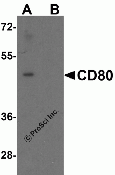 CD80 Antibody