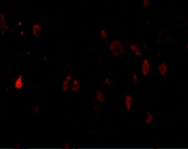 PD-L2 Antibody