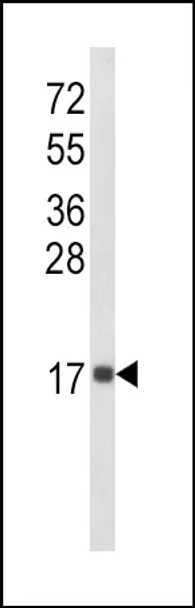 IL8 Antibody