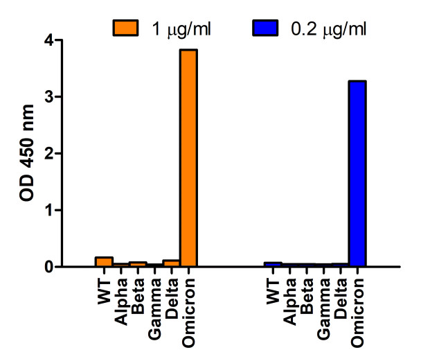 SARS-CoV-2 (COVID-19) Spike G142D Δ143-145VYY Antibody (Omicron)