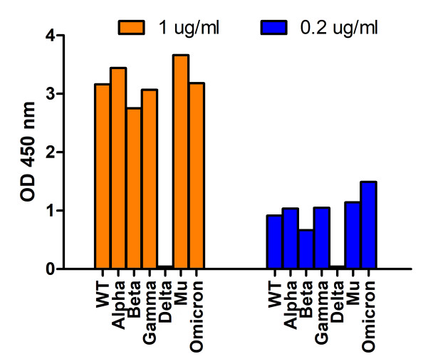 SARS-CoV-2 (COVID-19) Spike 156-157EF Antibody