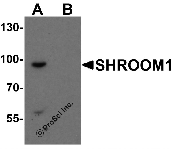 SHROOM1 Antibody