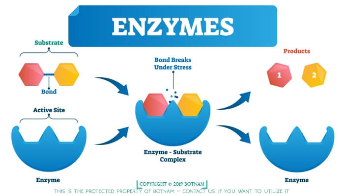 enzymes-are-proteins.jpg