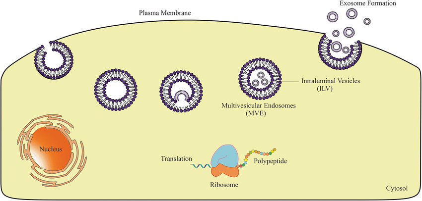 exosome-biogenesis-exosomes-are-formed-by-producing-mvb-and-ilv-structures-following.png