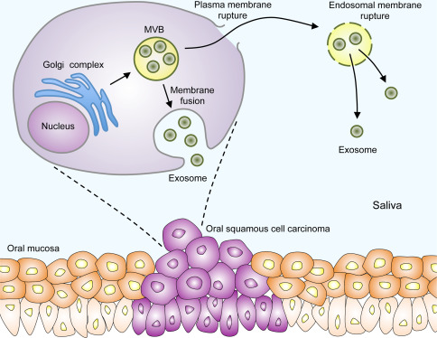 exosome-def.jpg