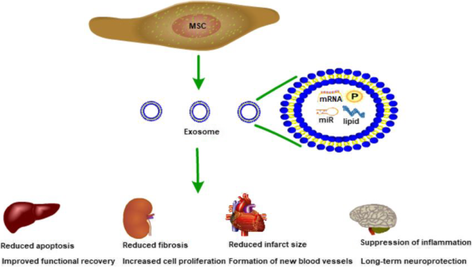 exosomes-msc.png