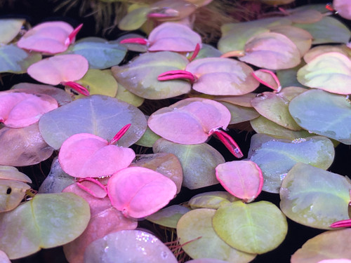Red Root Floater