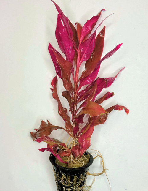Alternanthera Reineckii