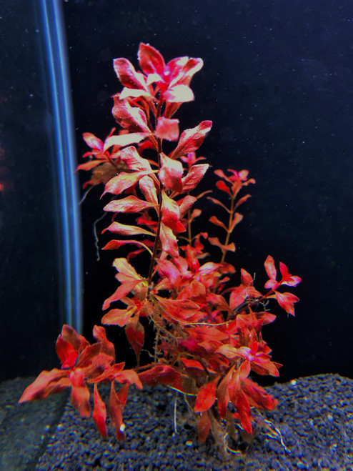 Ludwigia Super Red Mini