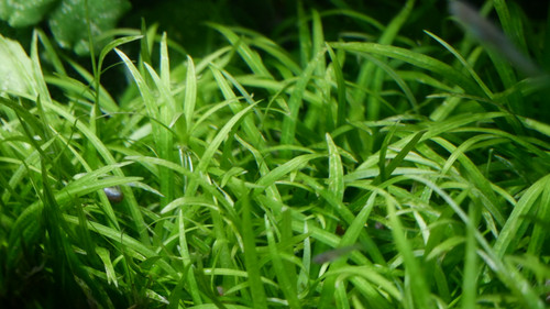Helanthium Tenellum Green