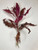 Alternanthera Reineckii
