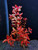 Ludwigia Super Red Mini