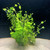 Rotala Rotundifolia "Sp. Green"