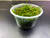 Java Moss