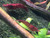NeoCaridina Shrimp