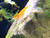 NeoCaridina Shrimp