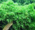 Weeping Moss