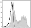 PE Anti-Mouse MHC II (I-A/I-E) Antibody [M5/114] (AGEL0500)
