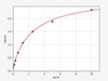Human CSNK2B/Casein kinase II subunit beta ELISA Kit (HUFI01575)
