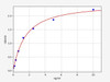 Rat ALCAM/CD166 ELISA Kit (RTFI00124)