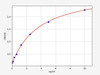 Mouse MIF ELISA Kit (MOFI00278)