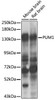 Developmental Biology Anti-PUM1 Antibody CAB6108