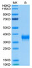 Biotinylated Recombinant Human BTN1A1/Butyrophilin Protein (RPCB0071)