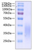 Recombinant Human c-Kit ligand/KITLG/SCF Protein (RPCB0290)