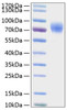 Recombinant Human Thrombopoietin/THPO Protein (RPCB0396)