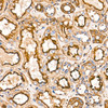 Immunohistochemistry analysis of paraffin-embedded Human kidney tissue using β-Actin Mouse mAb (CABC004) at a dilution of 1:6000 (40x lens). High pressure antigen retrieval performed with 0.01M Tris-EDTA Buffer (pH 9.0) prior to IHC staining.