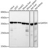 Western blot analysis of various lysates using GAPDH Mouse mAb (CABC002) at 1:10000 dilution incubated overnight at 4°C. Secondary antibody: HRP-conjugated Goat anti-Mouse IgG (H+L) (CABS003) at 1:10000 dilution. Lysates/proteins: 25μg per lane. Blocking buffer: 3% nonfat dry milk in TBST. Detection: ECL Basic Kit (AbGn00020). Exposure time: 1s.