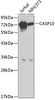 Anti-Caspase-10 Antibody (CAB0216)