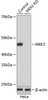 Anti-MEK2 [ARC0361] Monoclonal Antibody -Knockout Validated (CAB19078)