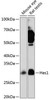 Anti-HES1 [ARC0513] Monoclonal Antibody (CAB0925)