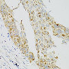 Anti-TEK Antibody (CAB0743)