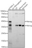 Anti-Nanog [ARC58438] Monoclonal Antibody (CAB22625)