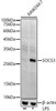 Anti-SOCS3 [ARC53312] Monoclonal Antibody (CAB21981)