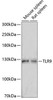 Anti-TLR9 Antibody (CAB14642)