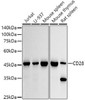 Anti-CD28 [ARC5082-01] Monoclonal Antibody (CAB20346)