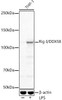 Anti-Rig-I/DDX58 [ARC54110] Monoclonal Antibody (CAB22478)