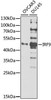 Anti-IRF9 Polyclonal Antibody (CAB21331)