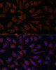 Anti-OAS3 Antibody (CAB9481)