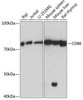 Anti-CD86 Monoclonal Antibody (CAB19026)
