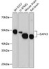 Anti-GAP43 [ARC0246] Monoclonal Antibody (CAB19055)