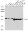 Anti-PARK7 [ARC0354] Monoclonal Antibody (CAB19097)