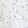 Anti-Tau Antibody (CAB0002)