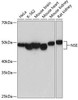 Anti-ENO2 [ARC52246] Monoclonal Antibody (CAB19091)