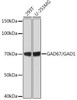 Anti-GAD67/GAD1 [ARC1879] Monoclonal Antibody (CAB1475)
